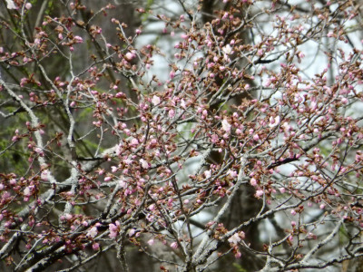 P4280127