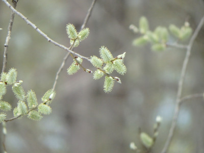 P4280132