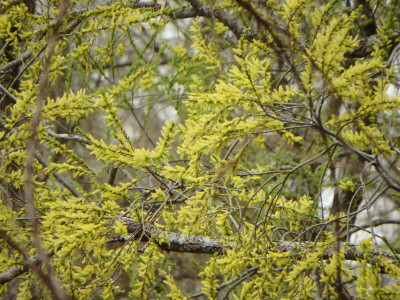 P4280134