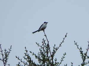 P5120180