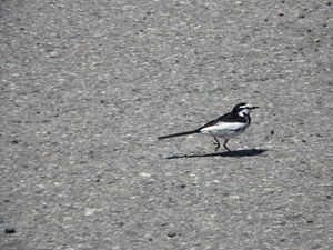 P60503071
