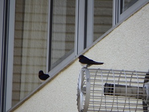 P6050271