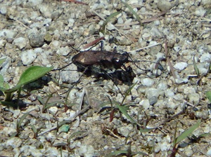 P6050293