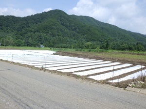 IMGP0543