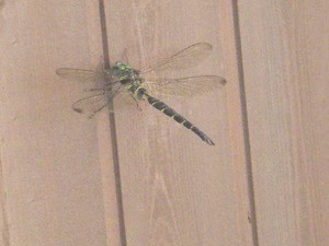 IMGP1173