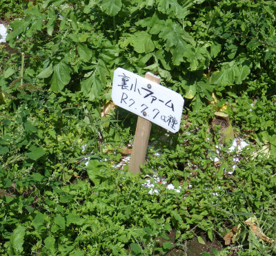IMGP1269-1