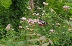 ヨツバヒヨドリの蜜を吸うアサギマダラ